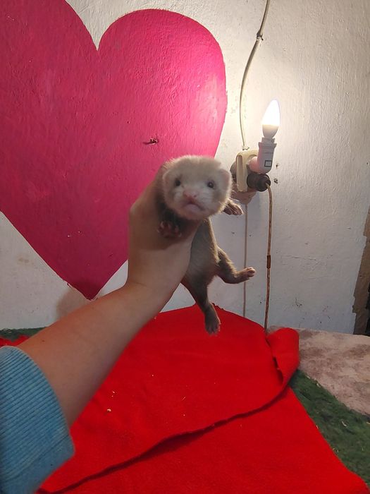 Fretki pół angora  rezerwacje