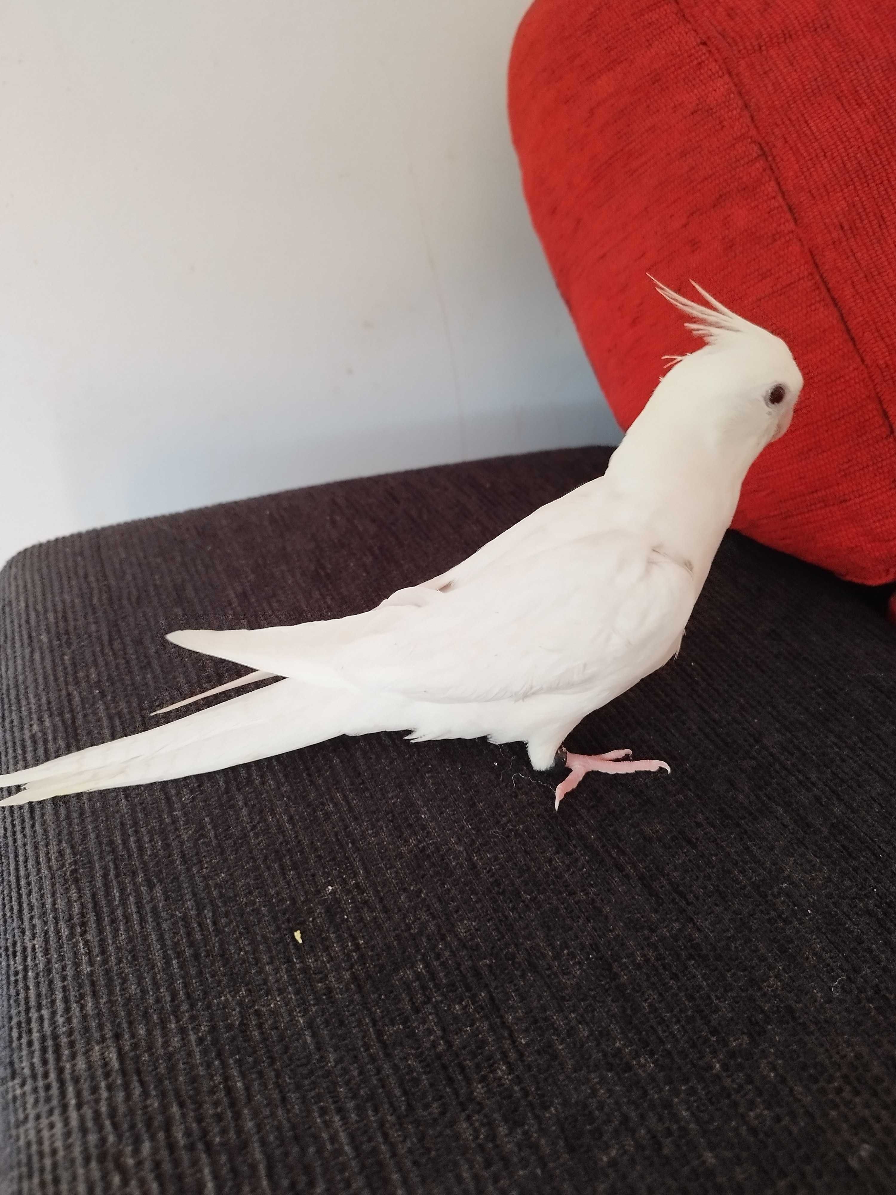 Caturra domesticada