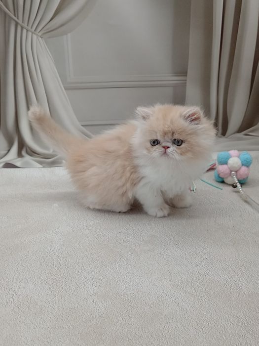 Персидська дівчинка