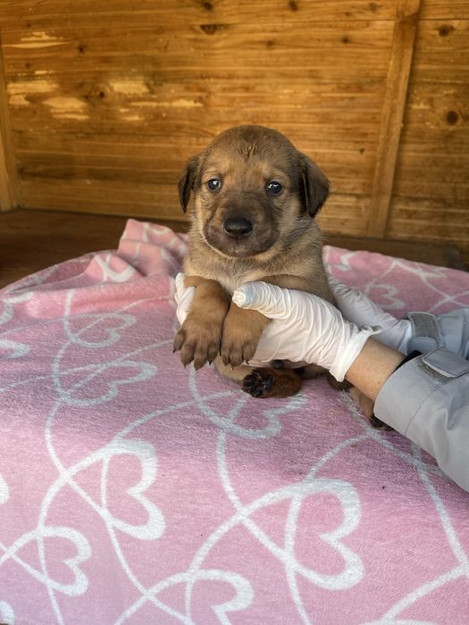 Цуценятка Безкоштовно