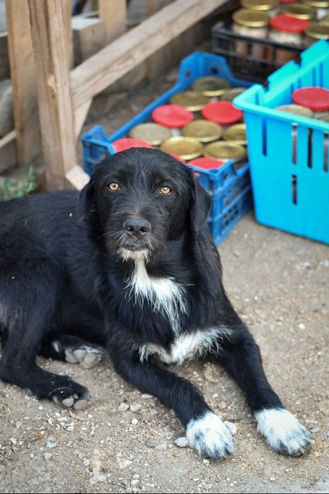Отдам даром в добрые руки собачек