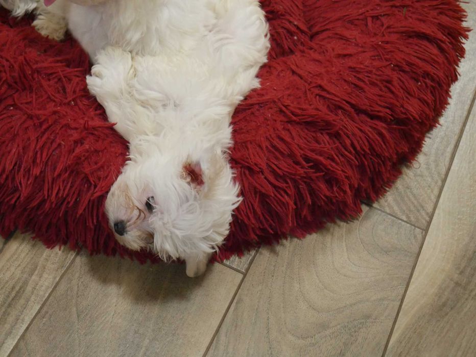 Maltańczyk - Mini chłopak