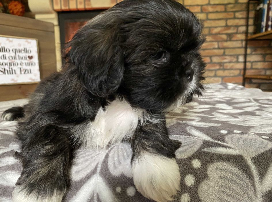 Szczeniak Shih Tzu, rodowód, z hodowli, piesek
