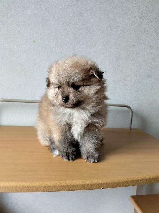 Померанский шпиц девочка