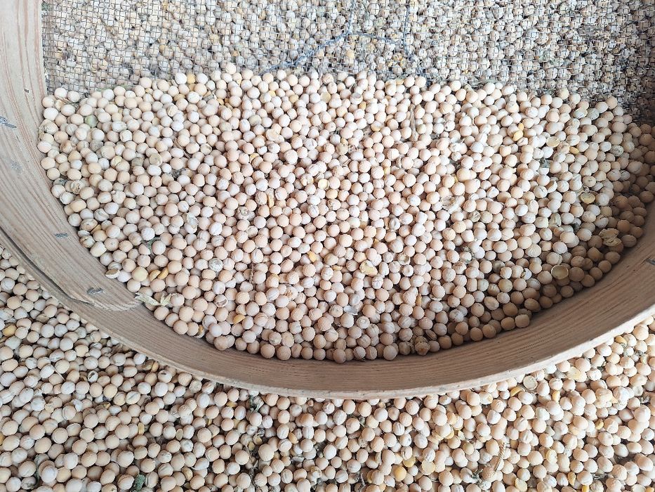 Groch   bobowate poplon