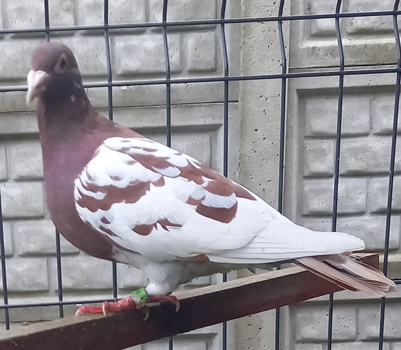 Gołębie pocztowe Mulemansy