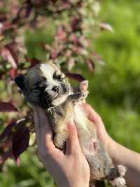 Cudny chihuahua zapraszam