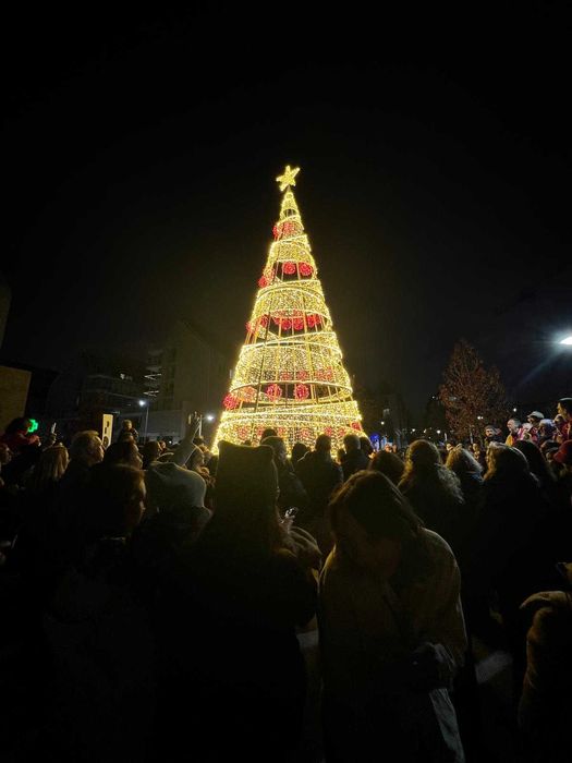 Aluguer de Arvore de Natal