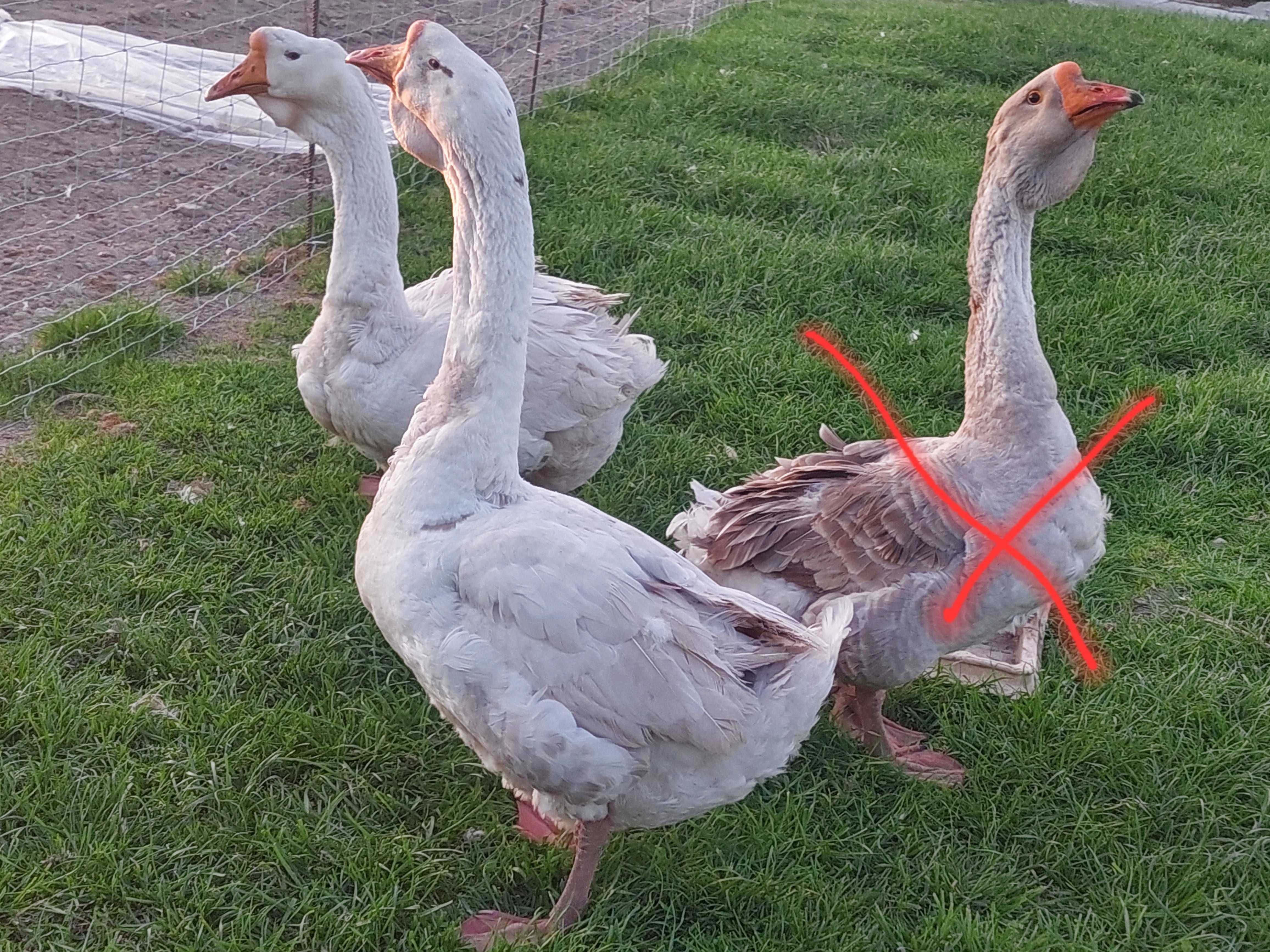 Sprzedam gęsi i gąsiory chołmogóry, cholmogory, chołmogórskie
