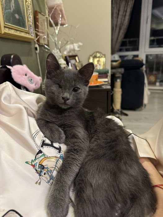 Милый и умный КОТЁНОК