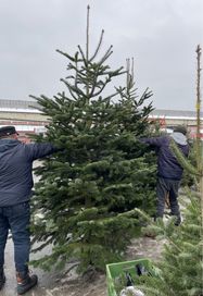 Choinki świeżo cięte. Świerki i Jodły Kaukaskie! Zapraszamy codzinnie