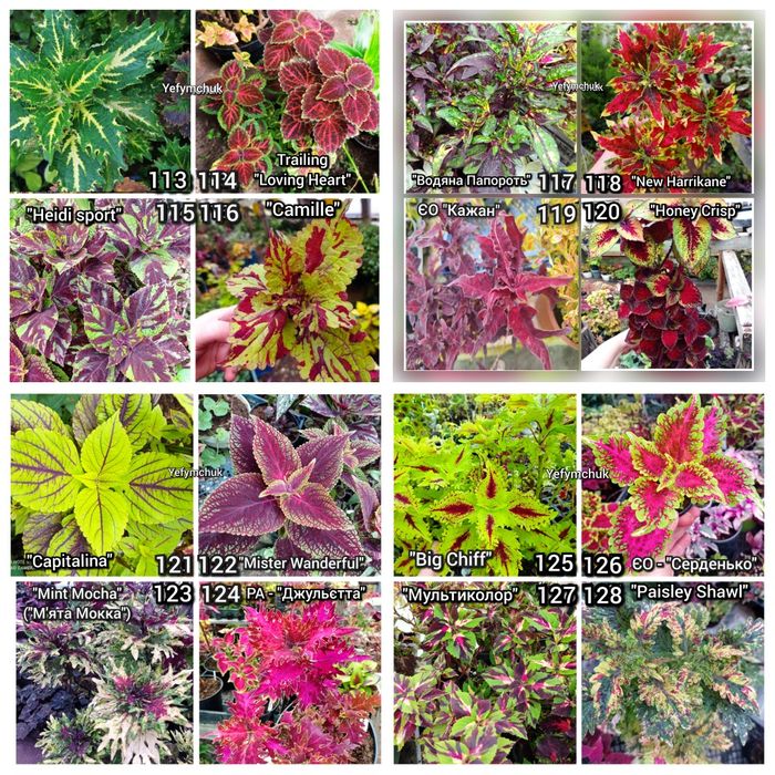 Колеуси зріз та вкорінені частина 1