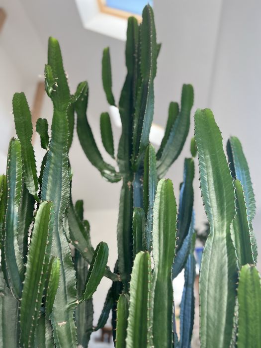 Kaktus rozłożysty 250 cm