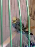 Piriquita azul muito meiga.