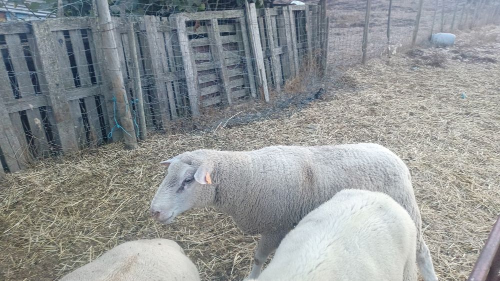 Carneiro de raça (registado)