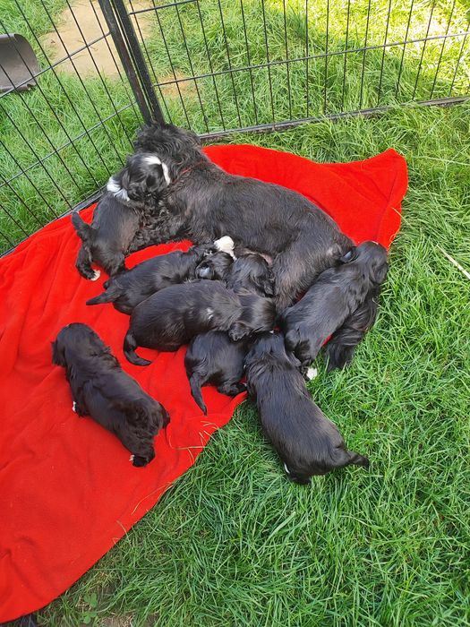 Shih tzu dziewczynka