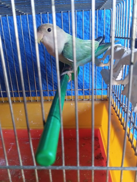 Nierozłączki z 2025 r