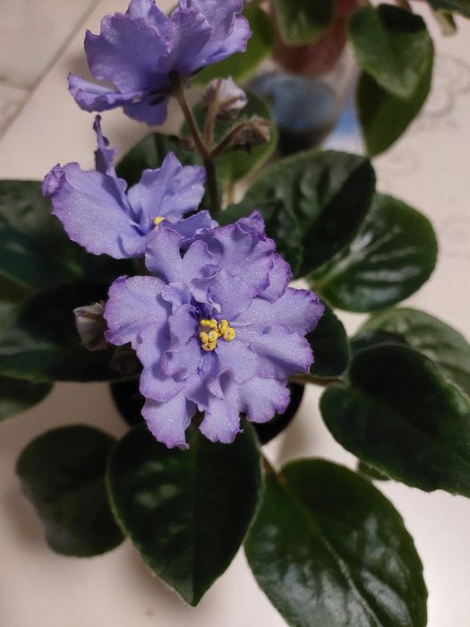 Не дорого, взрослые цветущие фиалки