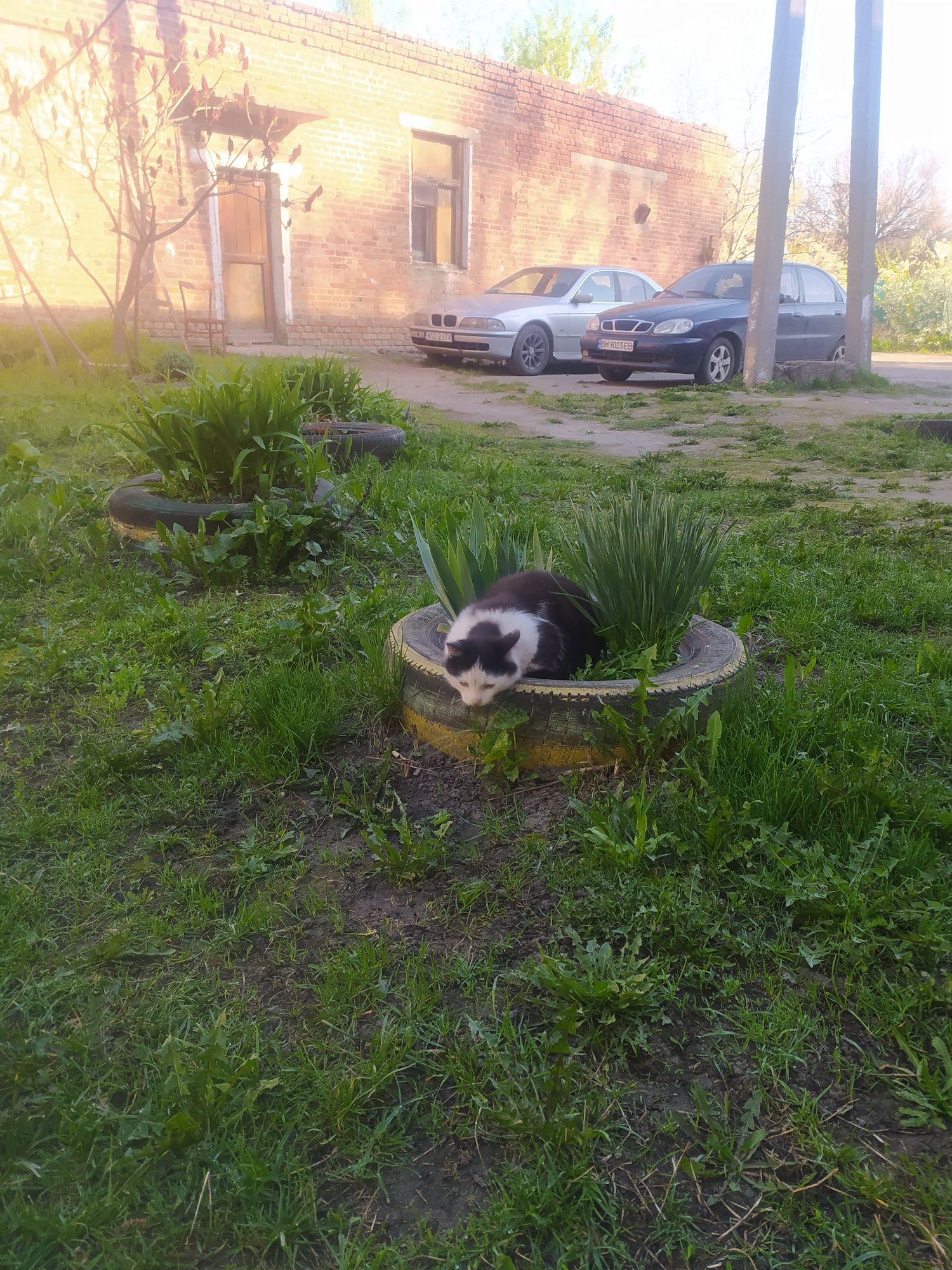 Отдам кота ,мальчік 1 рік,в гарні руки