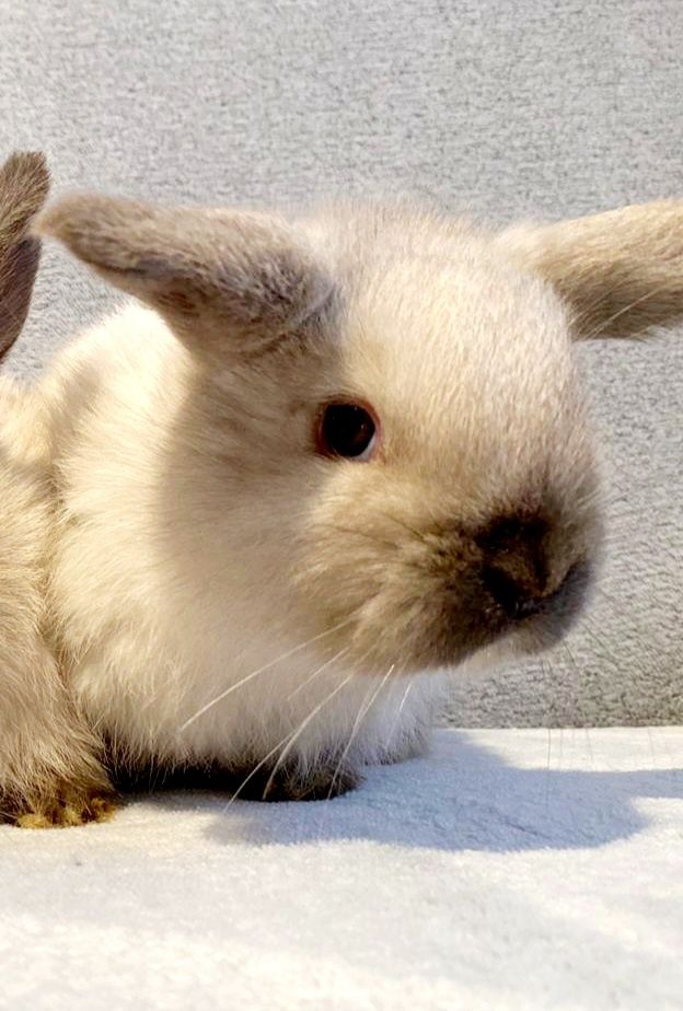 Karzełek Baranek - Mini Lop