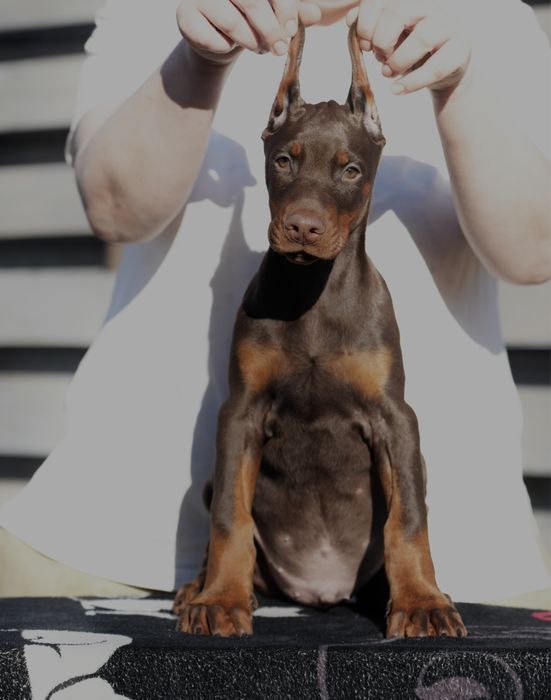 Doberman szczeniak chłopiec