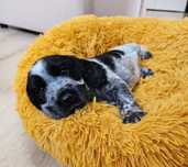 Cocker Spaniel Angielski