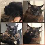 Maine coon czarny kotka 5 letnia wykastrowana