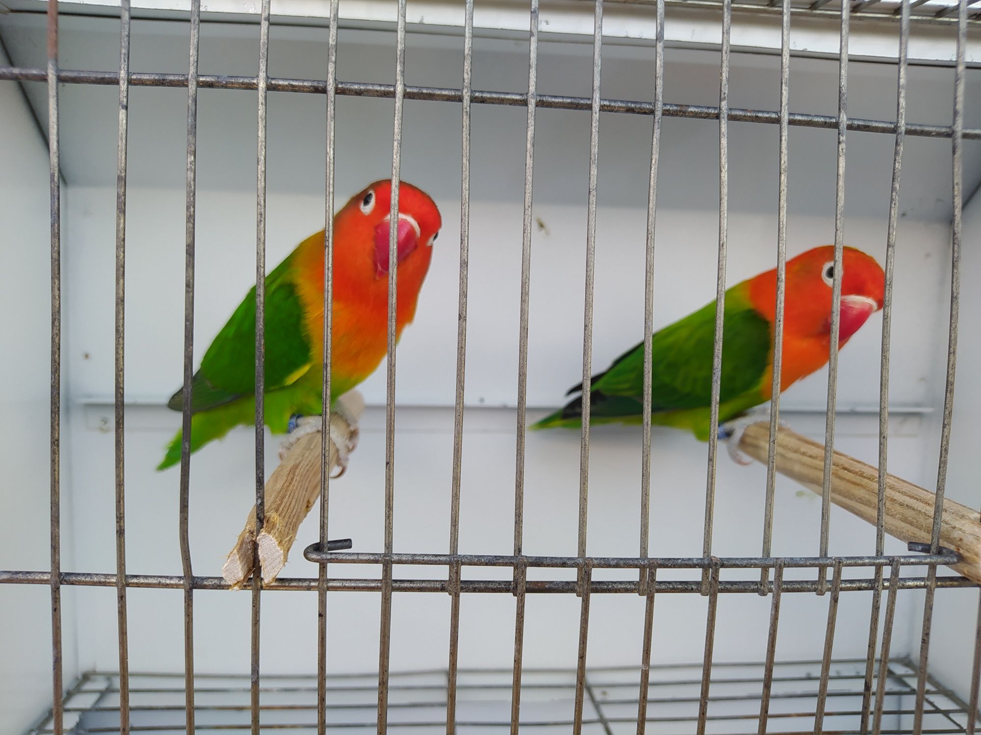 Agapornis fischeri