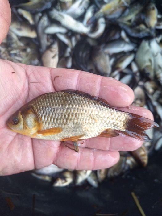 Karaś (żywiec) 10-12cm