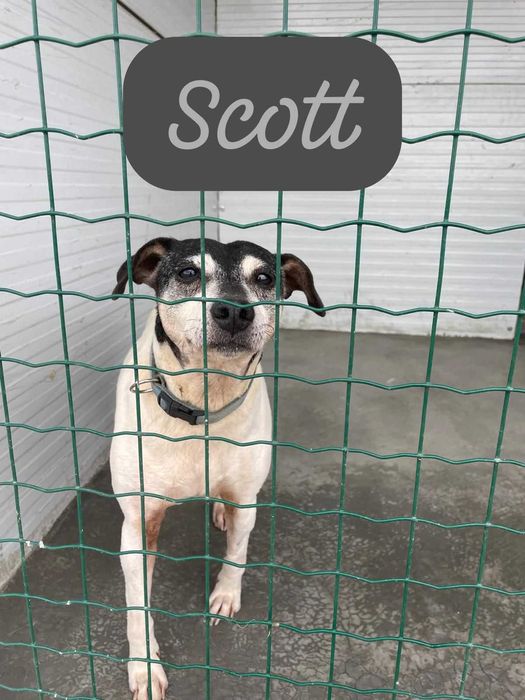 Scott - Para Adopção