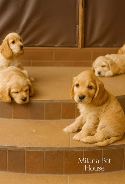 Английский кокер спаниель-рыжий,готов к переезду.