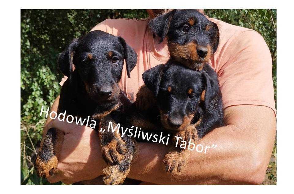 jagdterier- niemiecki terier myśliwski