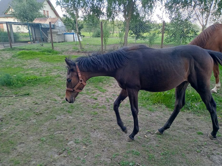 Klacz wielkopolska odsadek