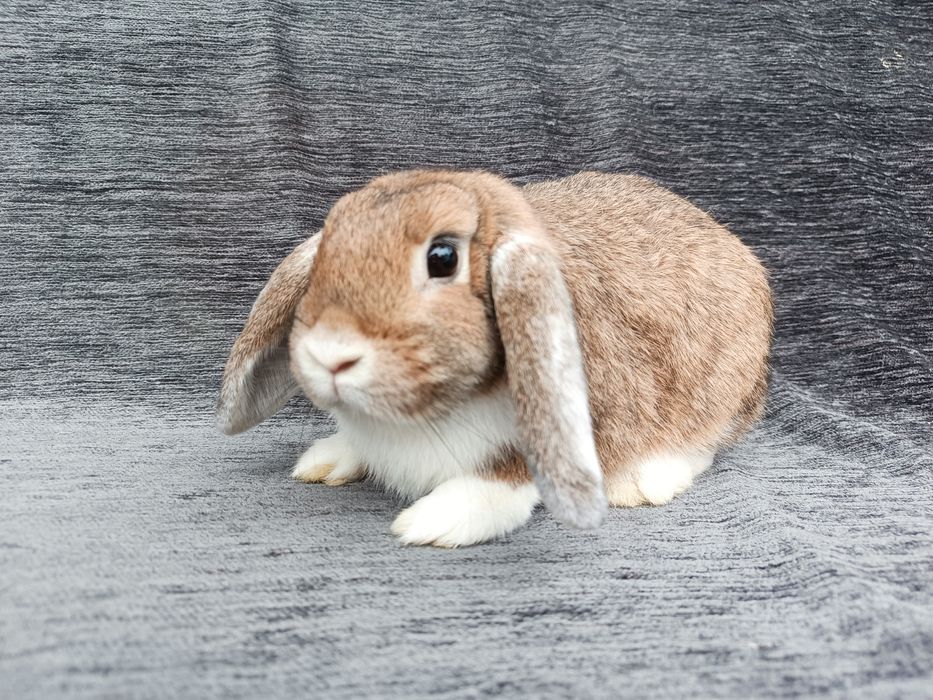 Królik karzełek baranek miniaturka CENA CAŁKOWITA