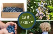 Samozbiory BORÓWKI Amerykańskiej!!