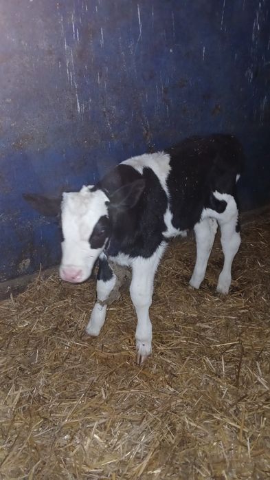 Byczki mięsne cielęta