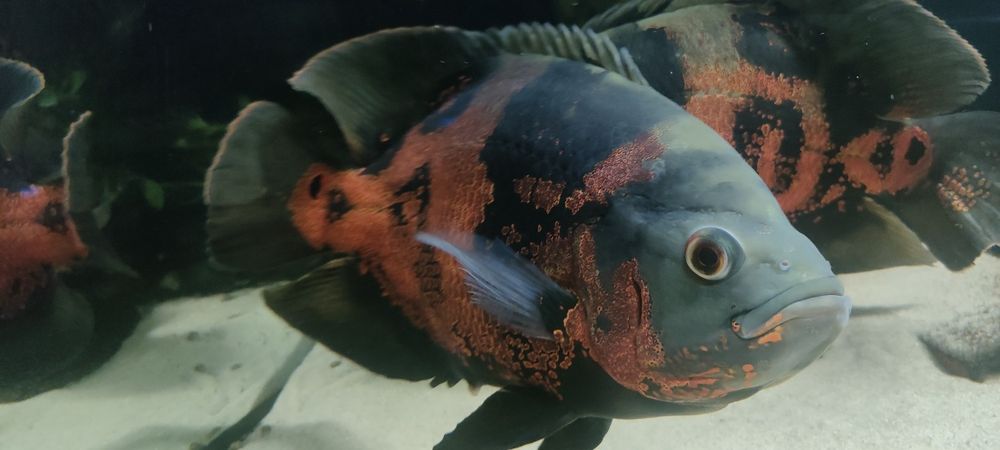 Para pawiooka taiger Red