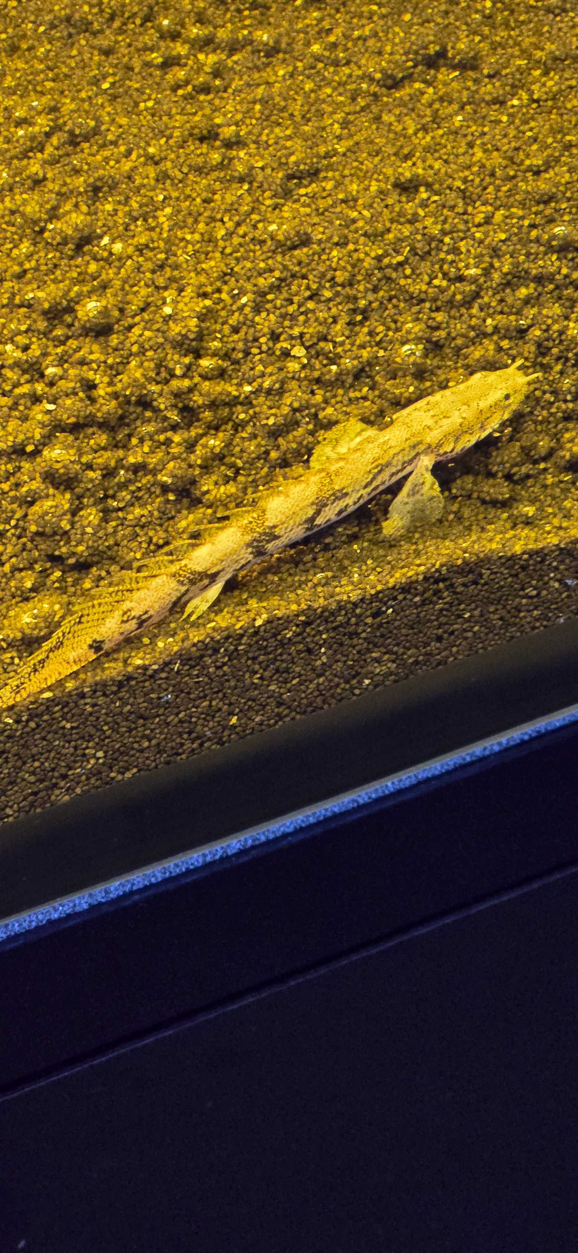 Polypterus endlicherii
