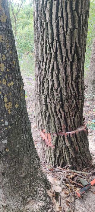 Стовбур верба на розпил