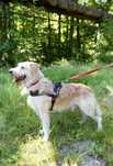 Bursztyn-uroczy 2 letni pies ze schroniska do pilnej adopcji.