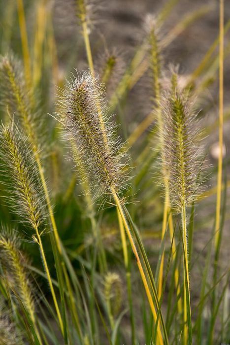 Rozplenica 'Gelbstiel' Pennisetum C1.5
