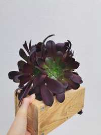 Suculentas e #aeonium's