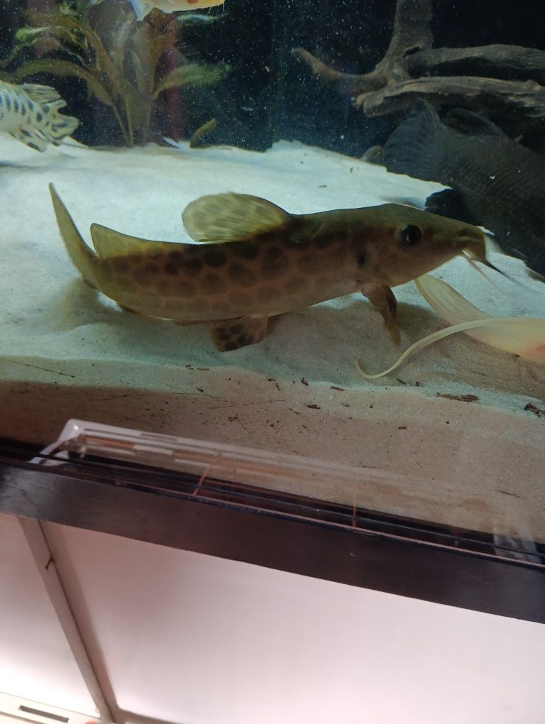 Auchenoglanis occidentalis(Girafe Catfish)