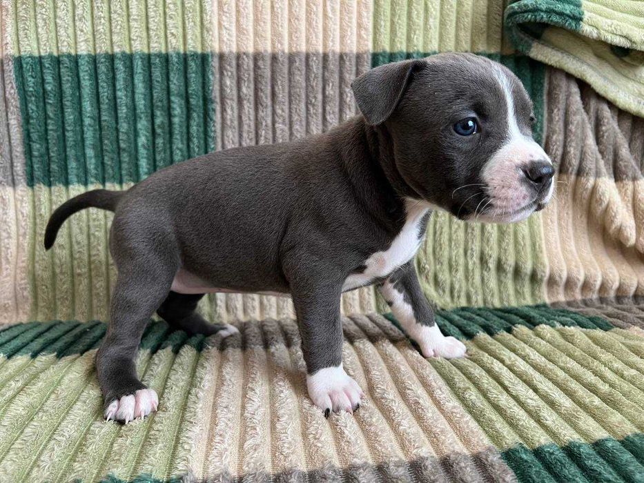 Амстаф, чорно-білі та сірі з гарним родоводом