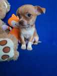 Chihuahua - piesek