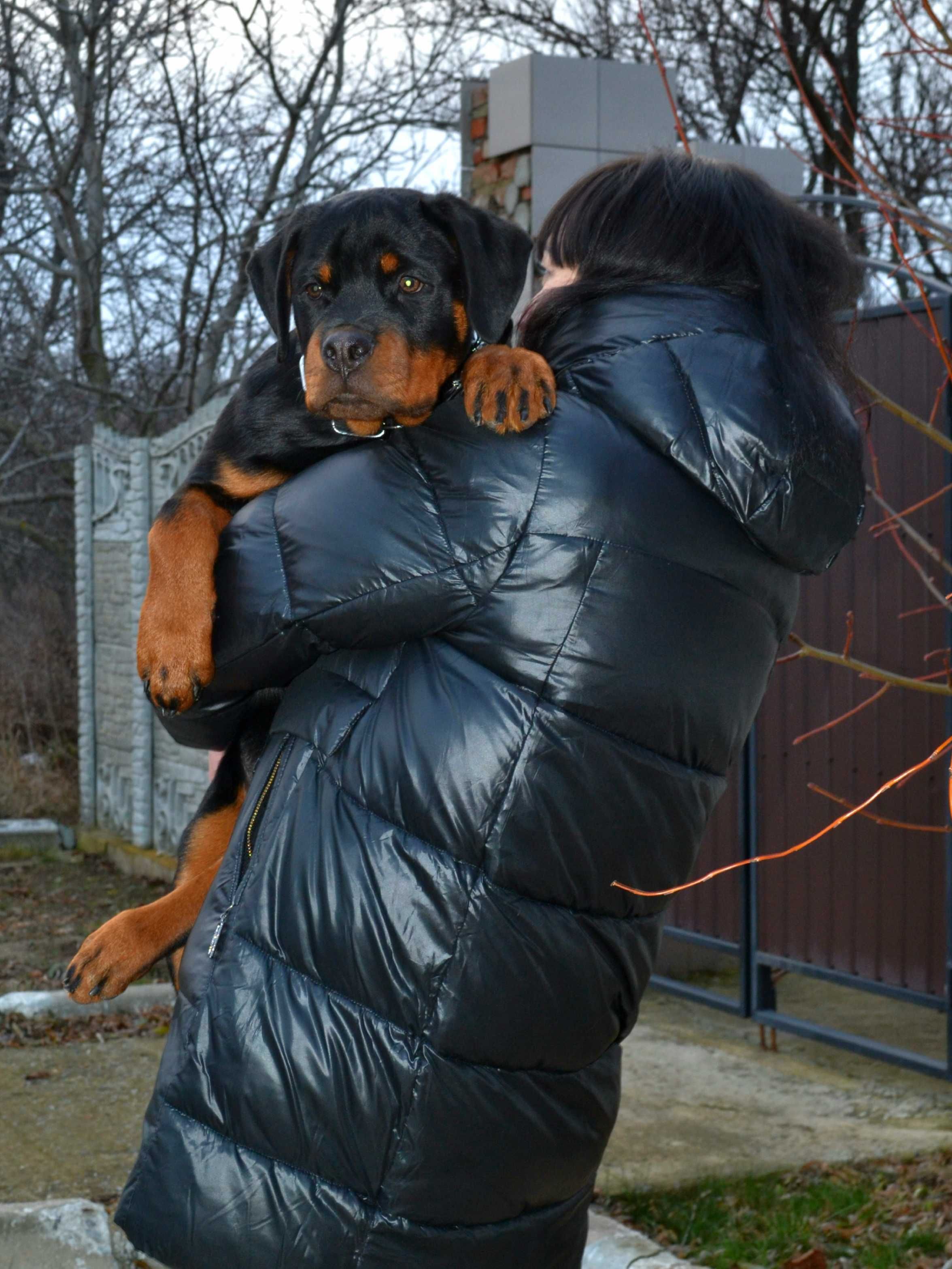 Шикарный щенок ротвейлера