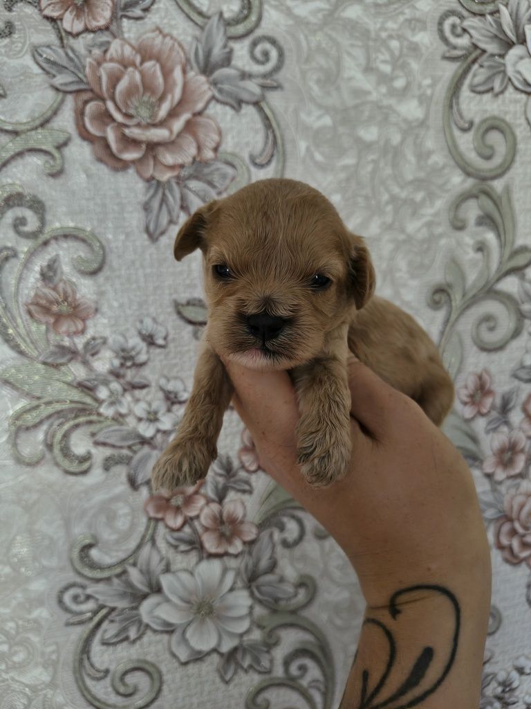 Cavapoo malutka suczka z króciutkim pyszczkiem do rezerwacji