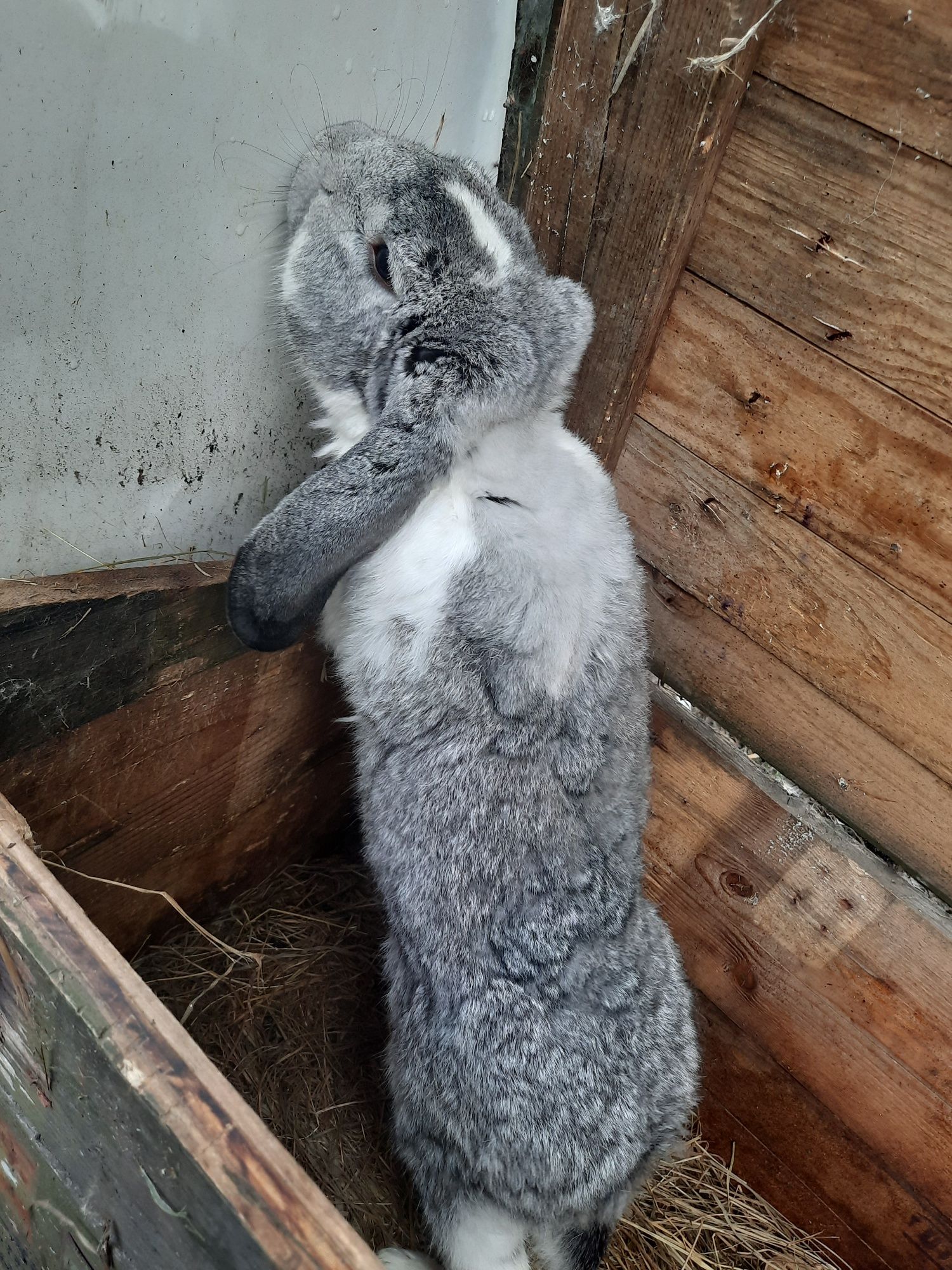 Sprzedam króliki olbrzymie i barany