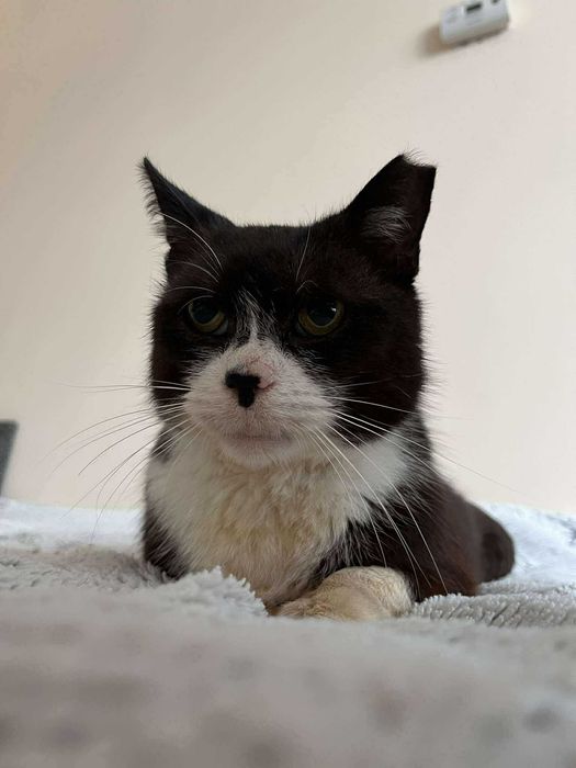 Błagam o dom dla chorego kota :( ma niewiele czasu :(