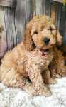 Piesek Cockapoo/gotowy do odbioru